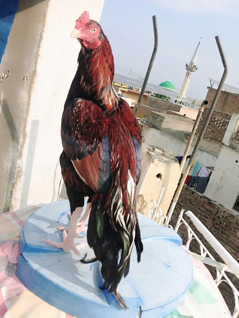 mazboot Hadi thukay howay jor 3 kg morah wazan only serious buyers — photo 5
