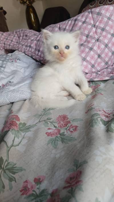 Persian Triple coat kittens for urgent sale.