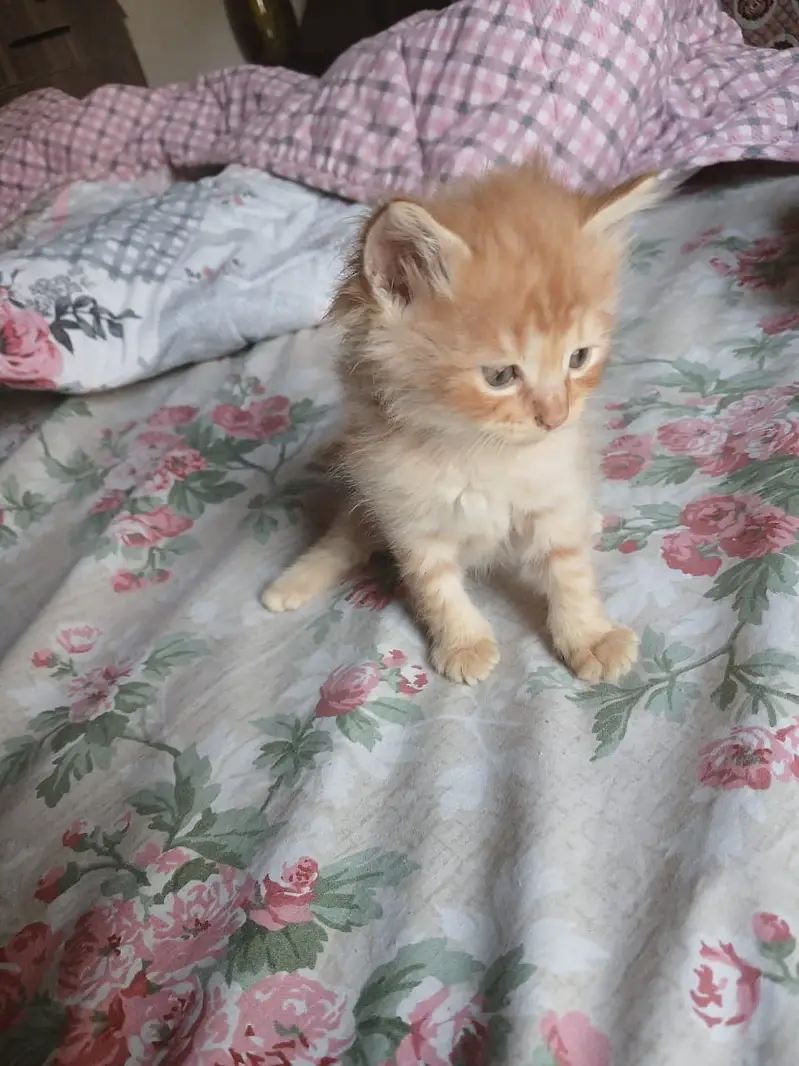 Persian Triple coat kittens for urgent sale. — photo 3