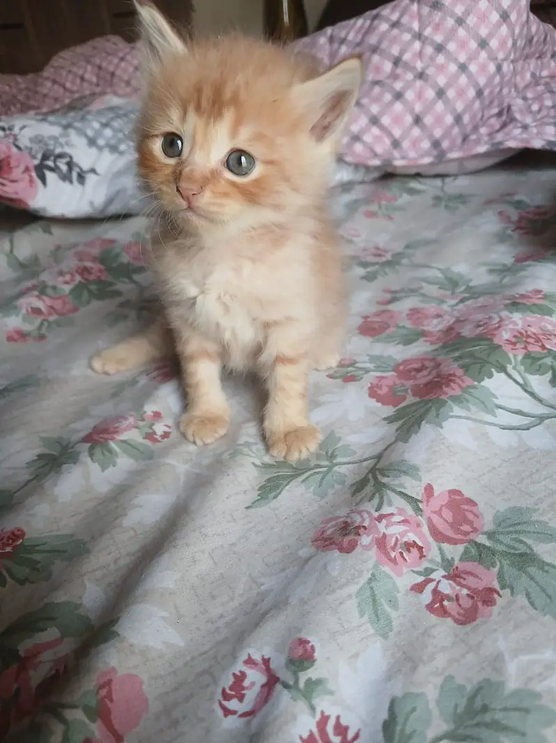Persian Triple coat kittens for urgent sale. — photo 4