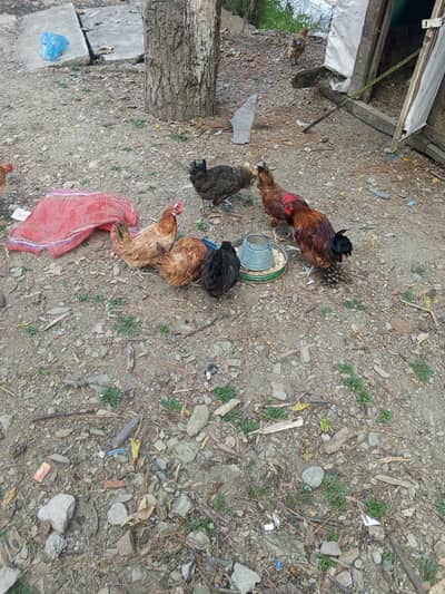 breeder anda wali murgiyan ha
