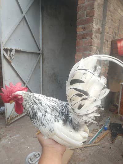 Japanese Bantam Male
