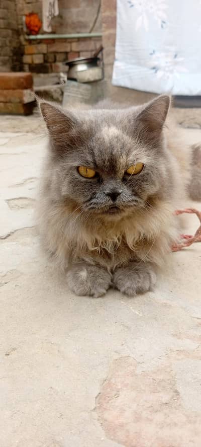 Beautiful Persian Cat for Sale