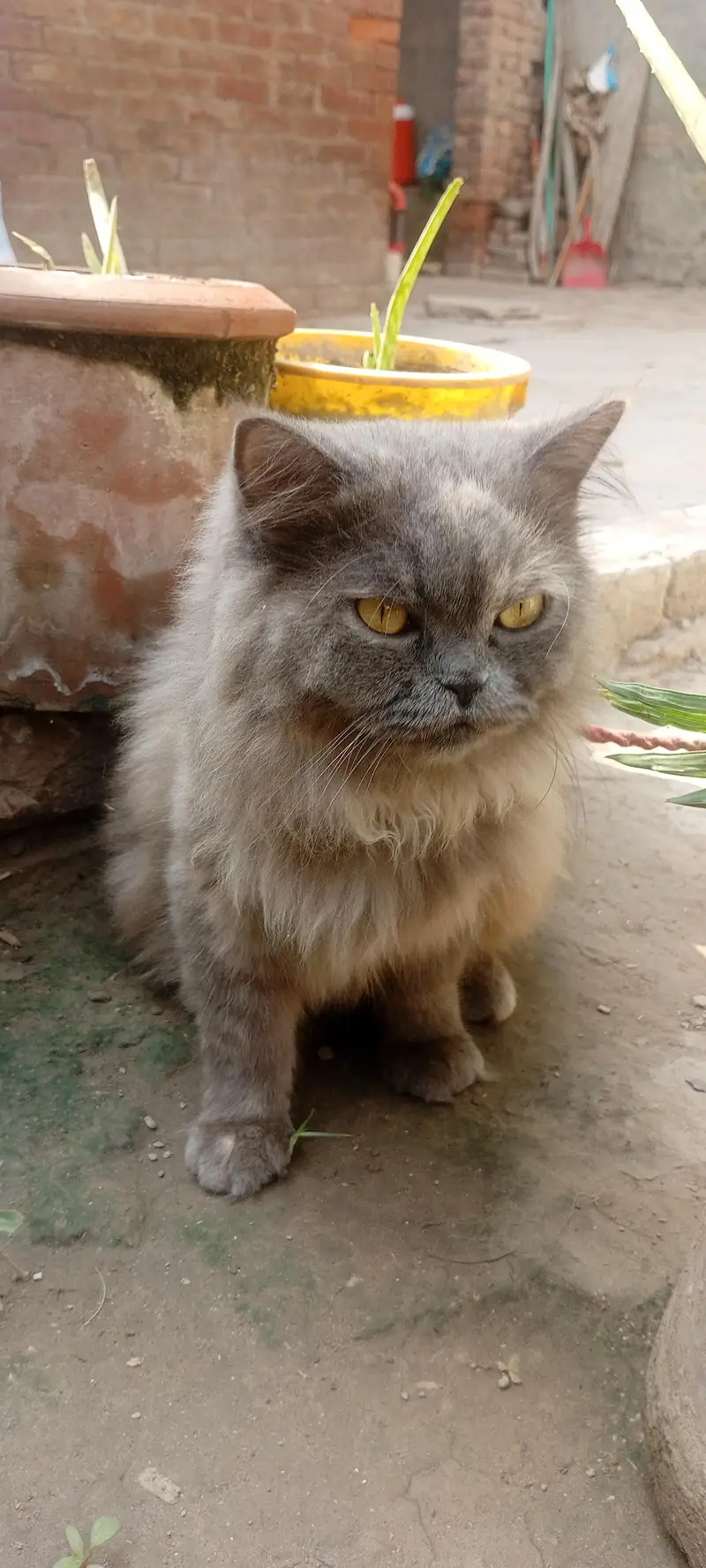 Beautiful Persian Cat for Sale — photo 2