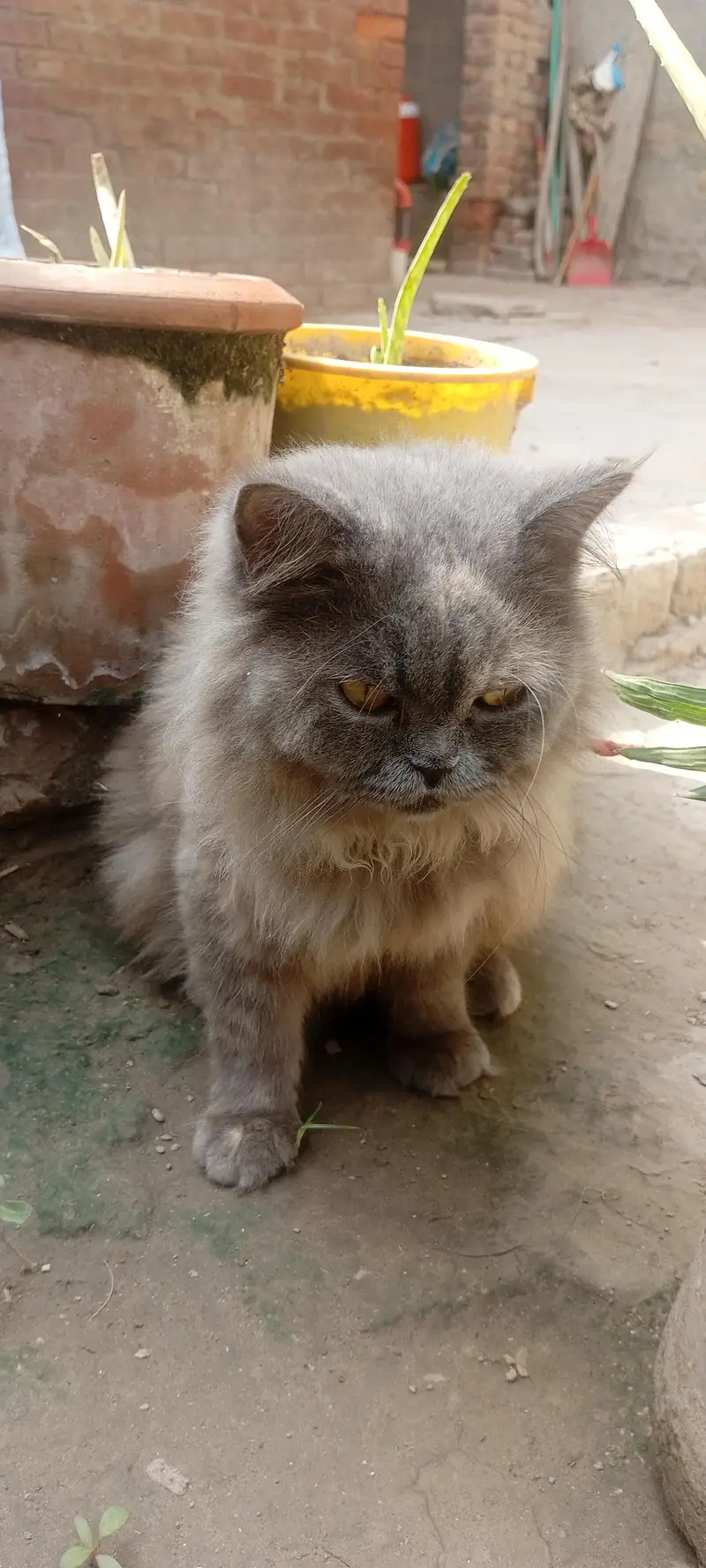 Beautiful Persian Cat for Sale — photo 3