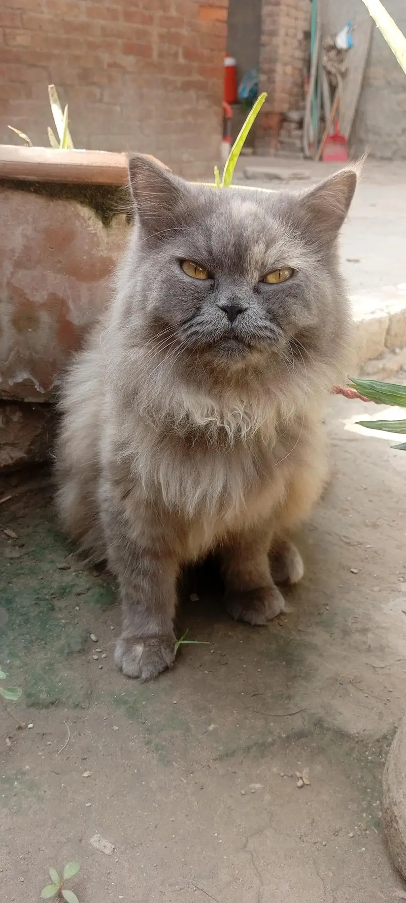 Beautiful Persian Cat for Sale — photo 4