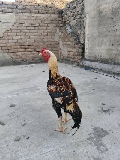 aseel java murga