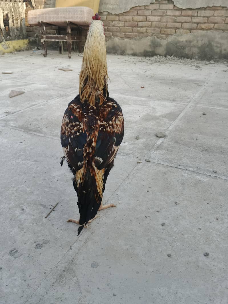 aseel java murga 1