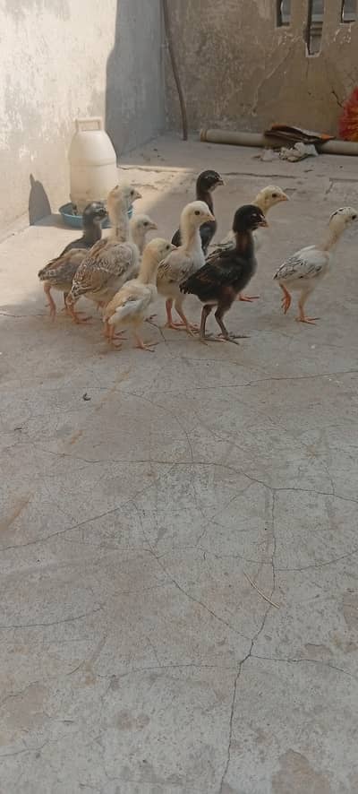 Mianwali aseel chicks