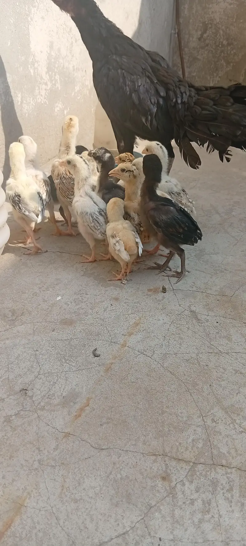 Mianwali aseel chicks — photo 2