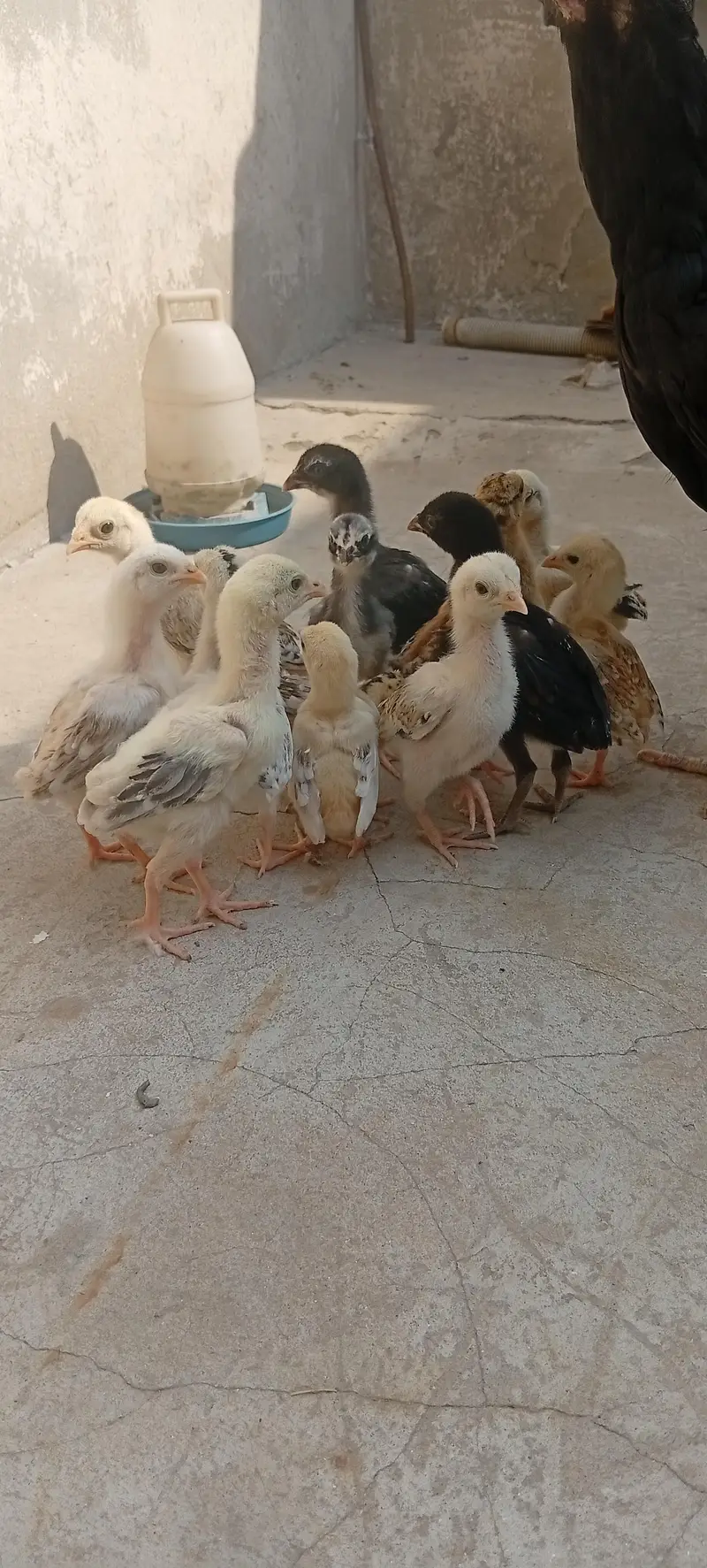 Mianwali aseel chicks — photo 3