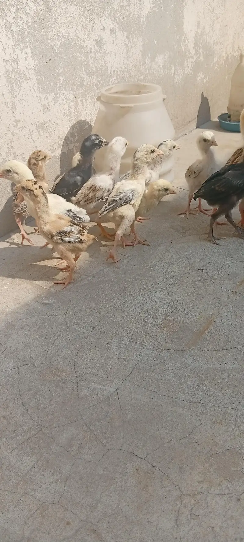 Mianwali aseel chicks — photo 4