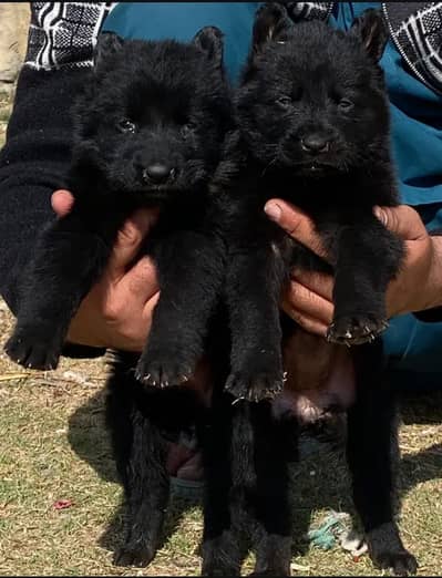 German shepherd Pupps | Long coat Black German Pupps | Black GSD