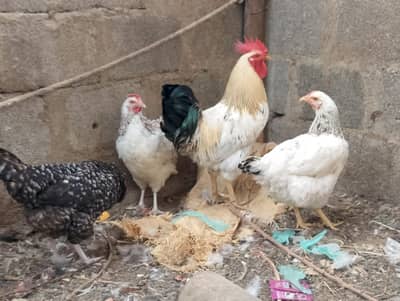 Misri murgh,murghi,murghia,aseel,mianwali kurak,Madi,morghi