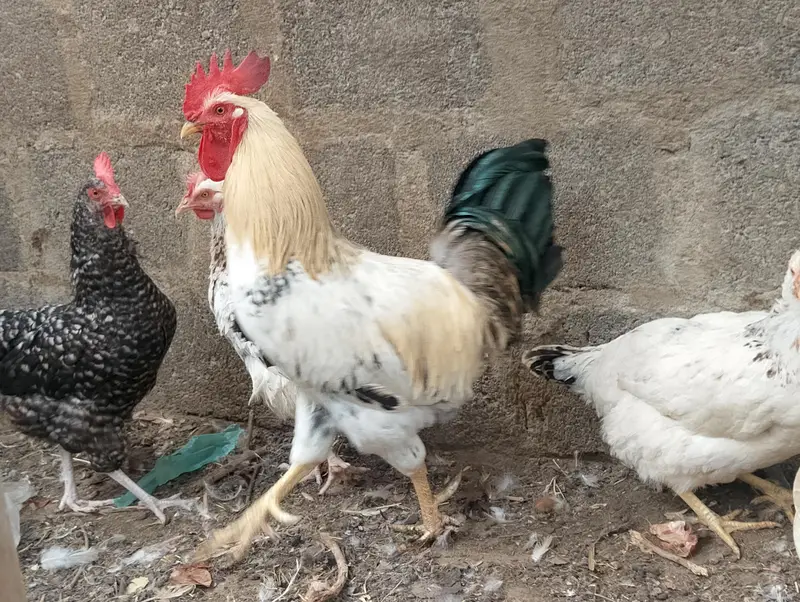 Misri murgh,murghi,murghia,aseel,mianwali kurak,Madi,morghi — photo 2