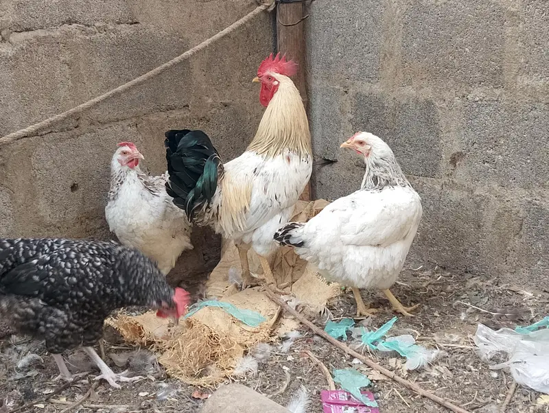 Misri murgh,murghi,murghia,aseel,mianwali kurak,Madi,morghi — photo 3