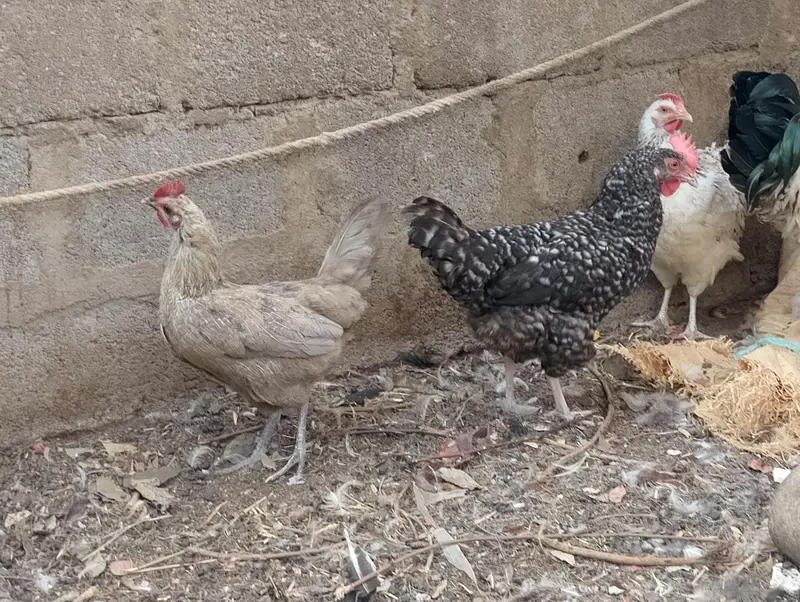 Misri murgh,murghi,murghia,aseel,mianwali kurak,Madi,morghi — photo 4