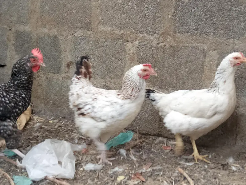 Misri murgh,murghi,murghia,aseel,mianwali kurak,Madi,morghi — photo 5