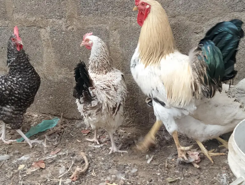 Misri murgh,murghi,murghia,aseel,mianwali kurak,Madi,morghi — photo 6