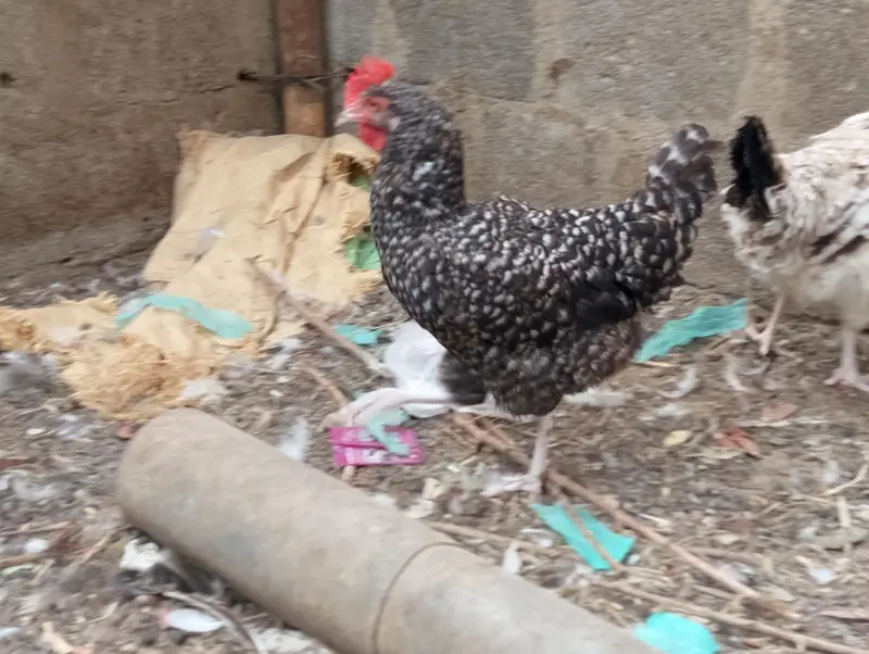 Misri murgh,murghi,murghia,aseel,mianwali kurak,Madi,morghi — photo 7