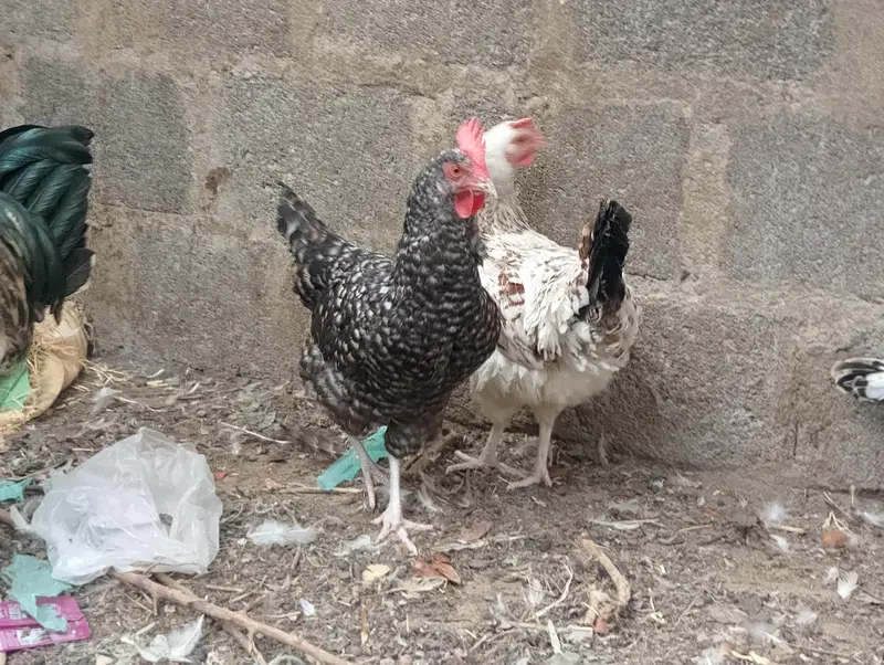 Misri murgh,murghi,murghia,aseel,mianwali kurak,Madi,morghi — photo 8