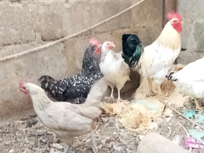 Misri murgh,murghi,murghia,aseel,mianwali kurak,Madi,morghi — photo 9