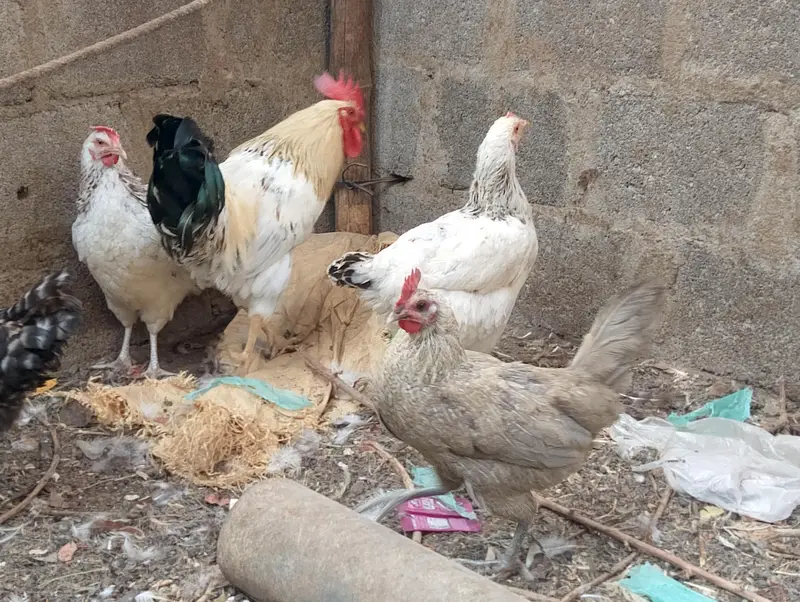 Misri murgh,murghi,murghia,aseel,mianwali kurak,Madi,morghi — photo 10