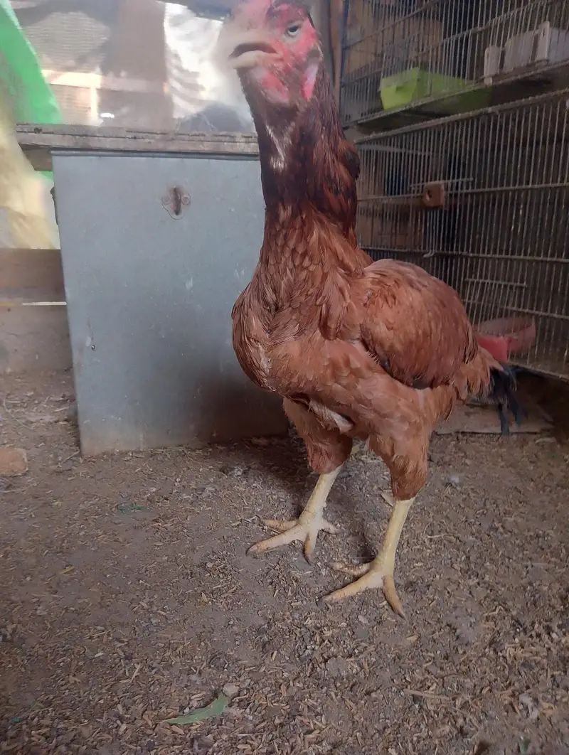 Misri murgh,murghi,murghia,aseel,mianwali kurak,Madi,morghi — photo 11