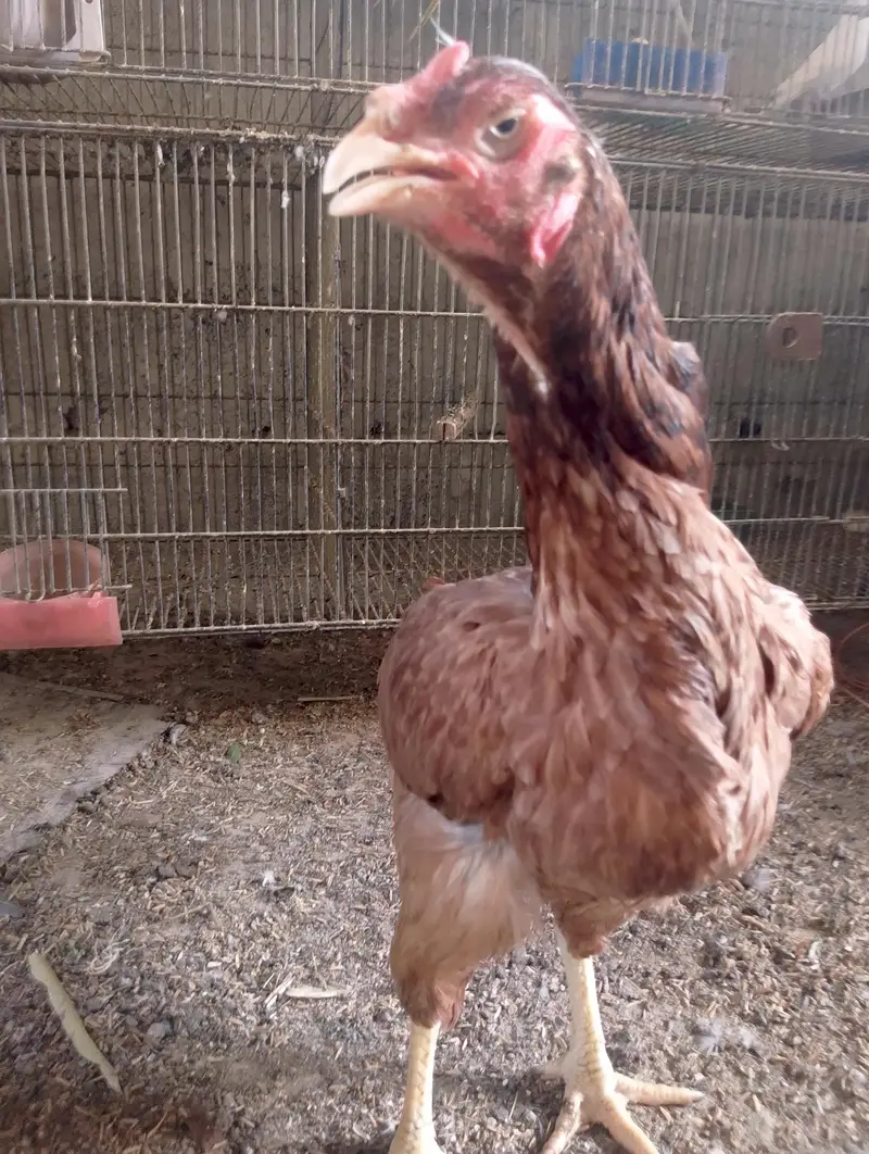 Misri murgh,murghi,murghia,aseel,mianwali kurak,Madi,morghi — photo 12