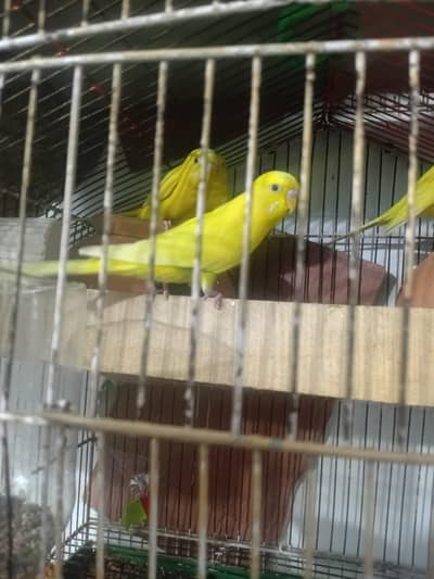 Parrot
