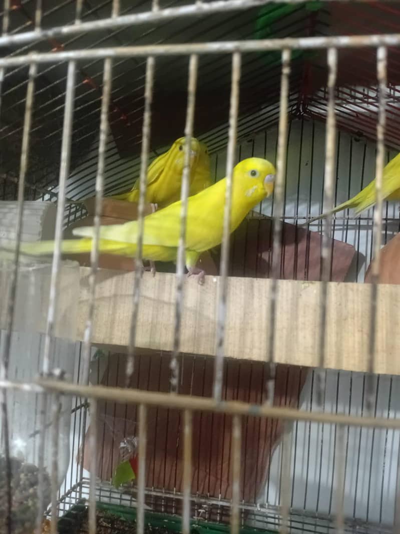 Parrot 0