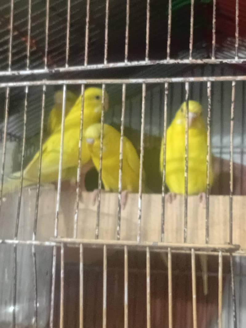 Parrot 1