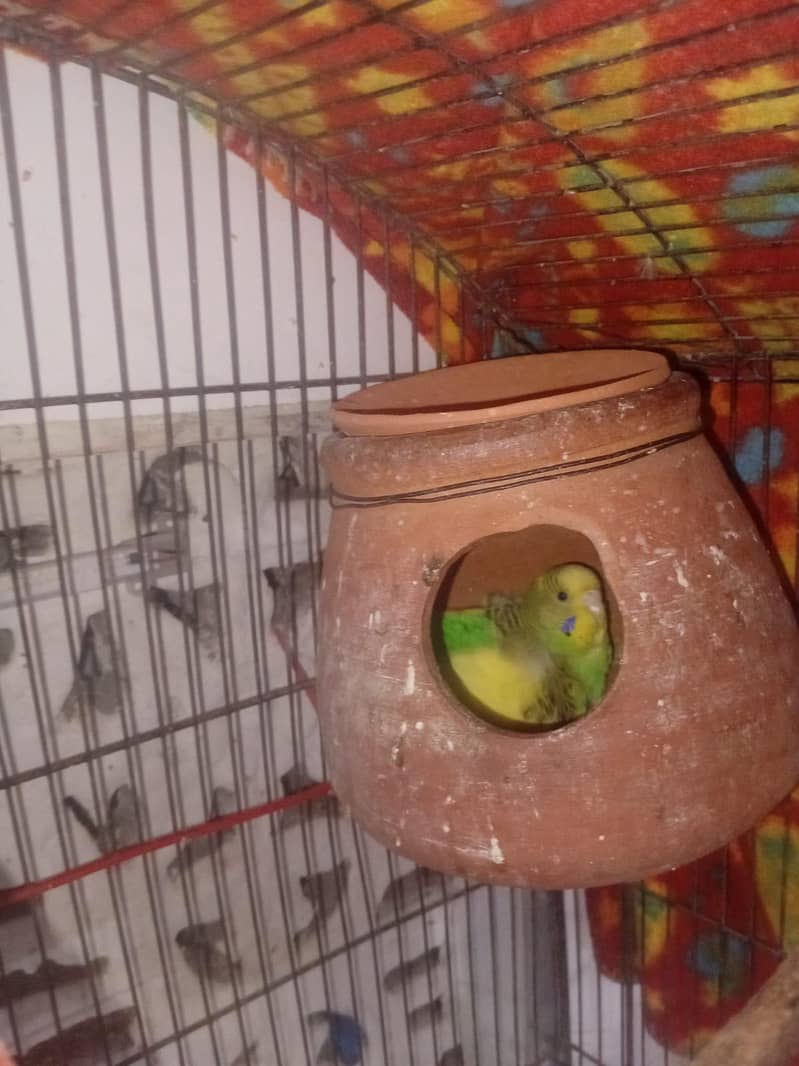 Parrot 2