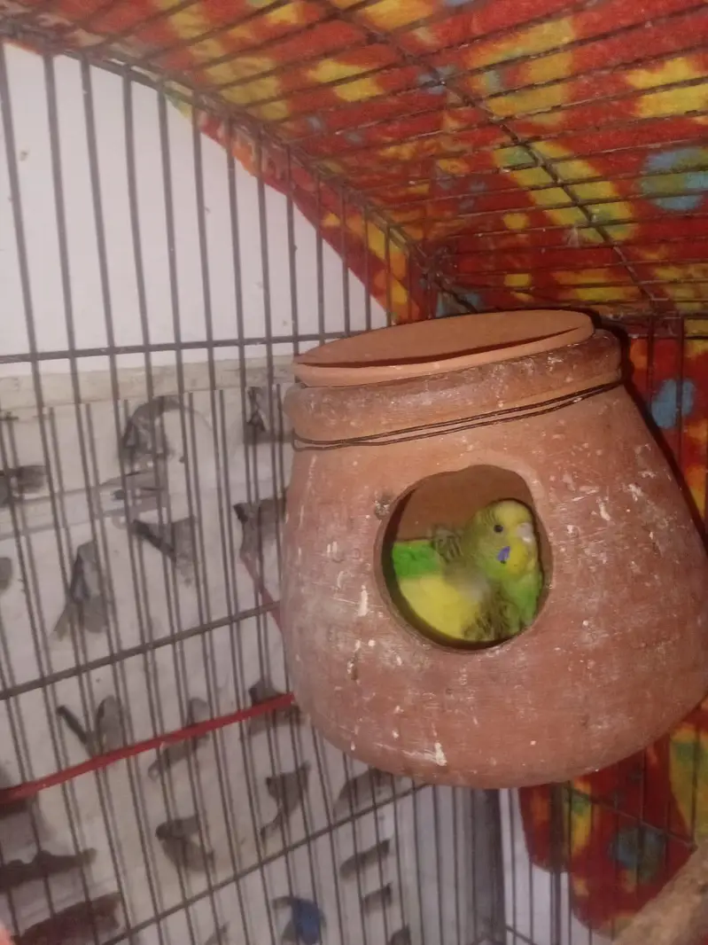 Parrot — photo 3