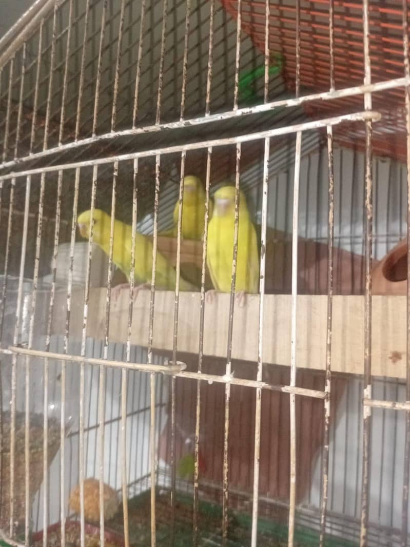Parrot 3
