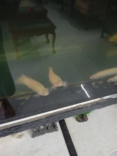 albino senegal bichirs for sale