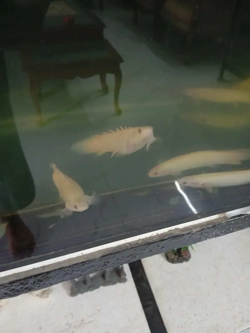 albino senegal bichirs for sale — photo 2