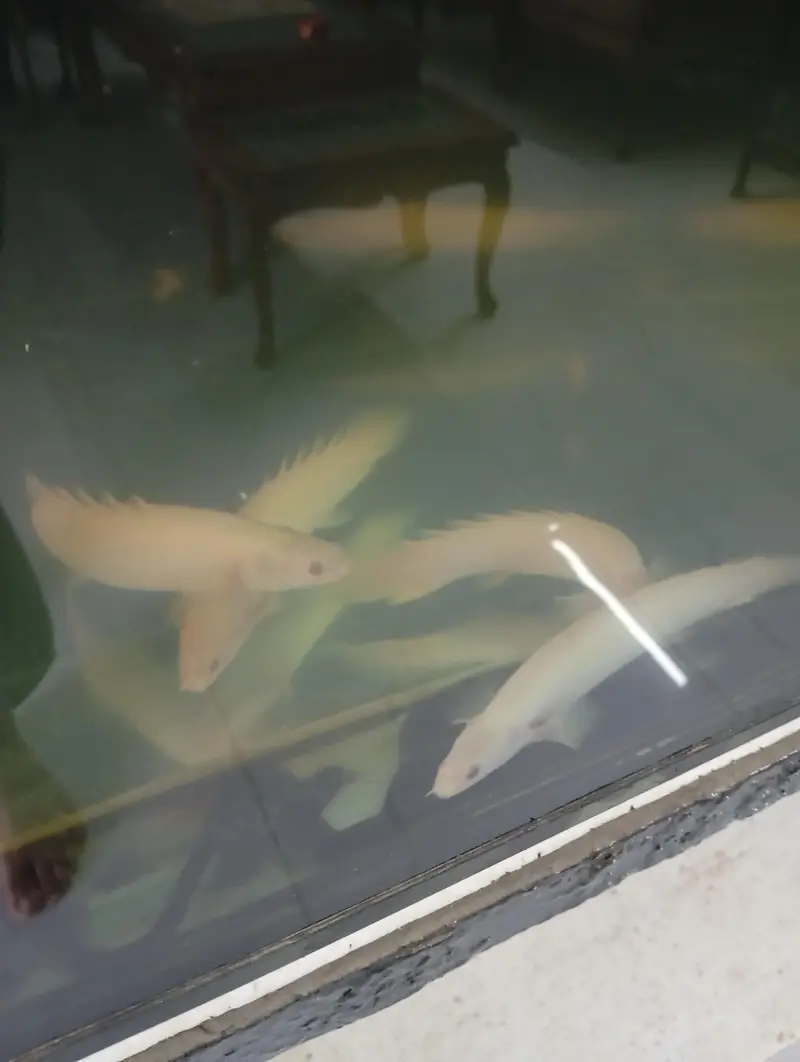 albino senegal bichirs for sale — photo 3