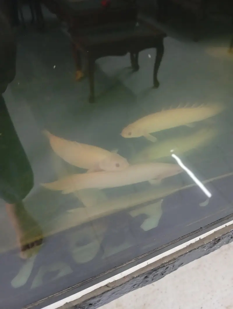 albino senegal bichirs for sale — photo 4