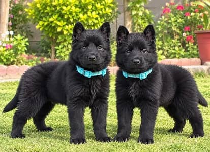 Black German Pupps | Long Coat German Shepherd Pair | GSD | Pupps