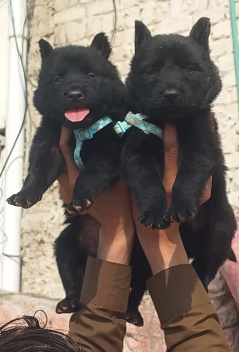 Black German Pupps | Long Coat German Shepherd Pair | GSD | Pupps — photo 3