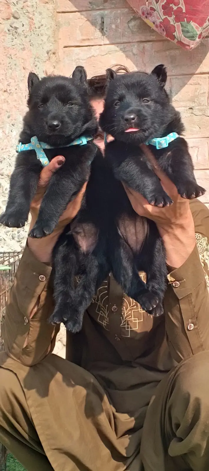 Black German Pupps | Long Coat German Shepherd Pair | GSD | Pupps — photo 4