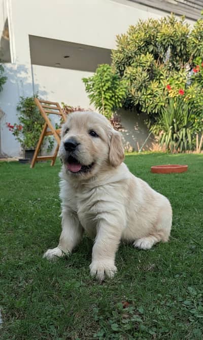 Pedigreed Golden Retriever PUPPIES