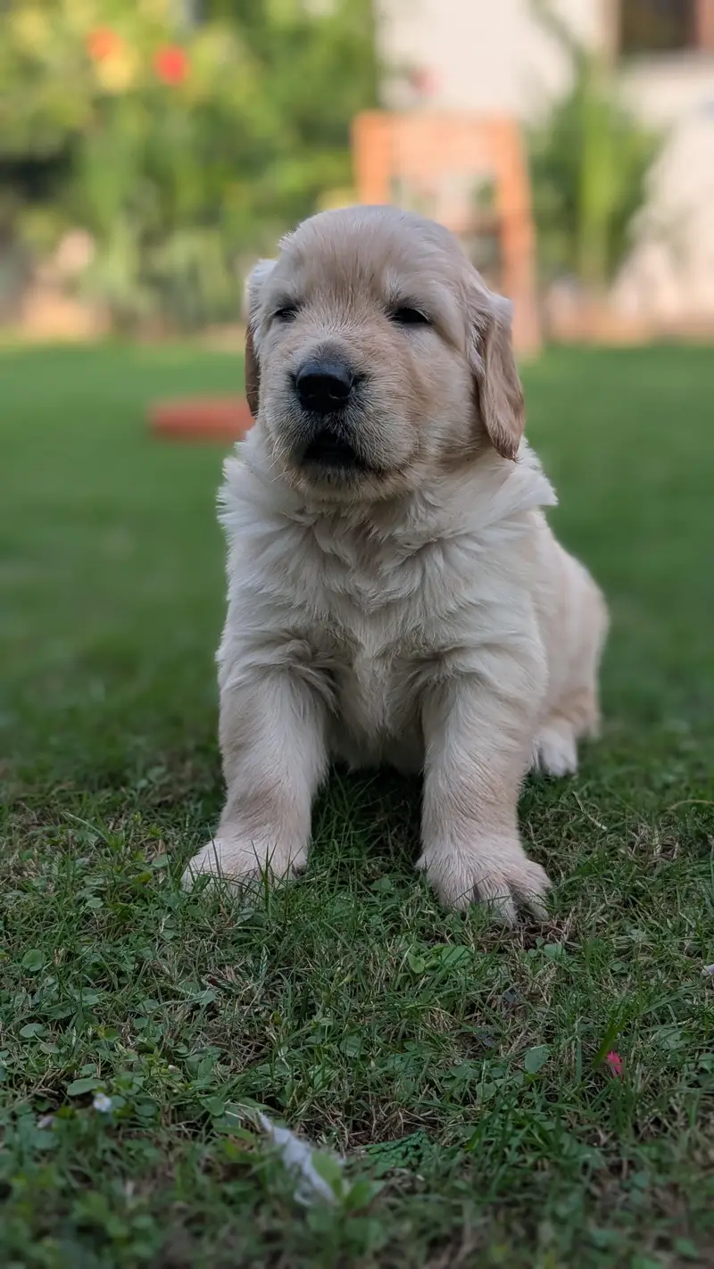 Pedigreed Golden Retriever PUPPIES — photo 2
