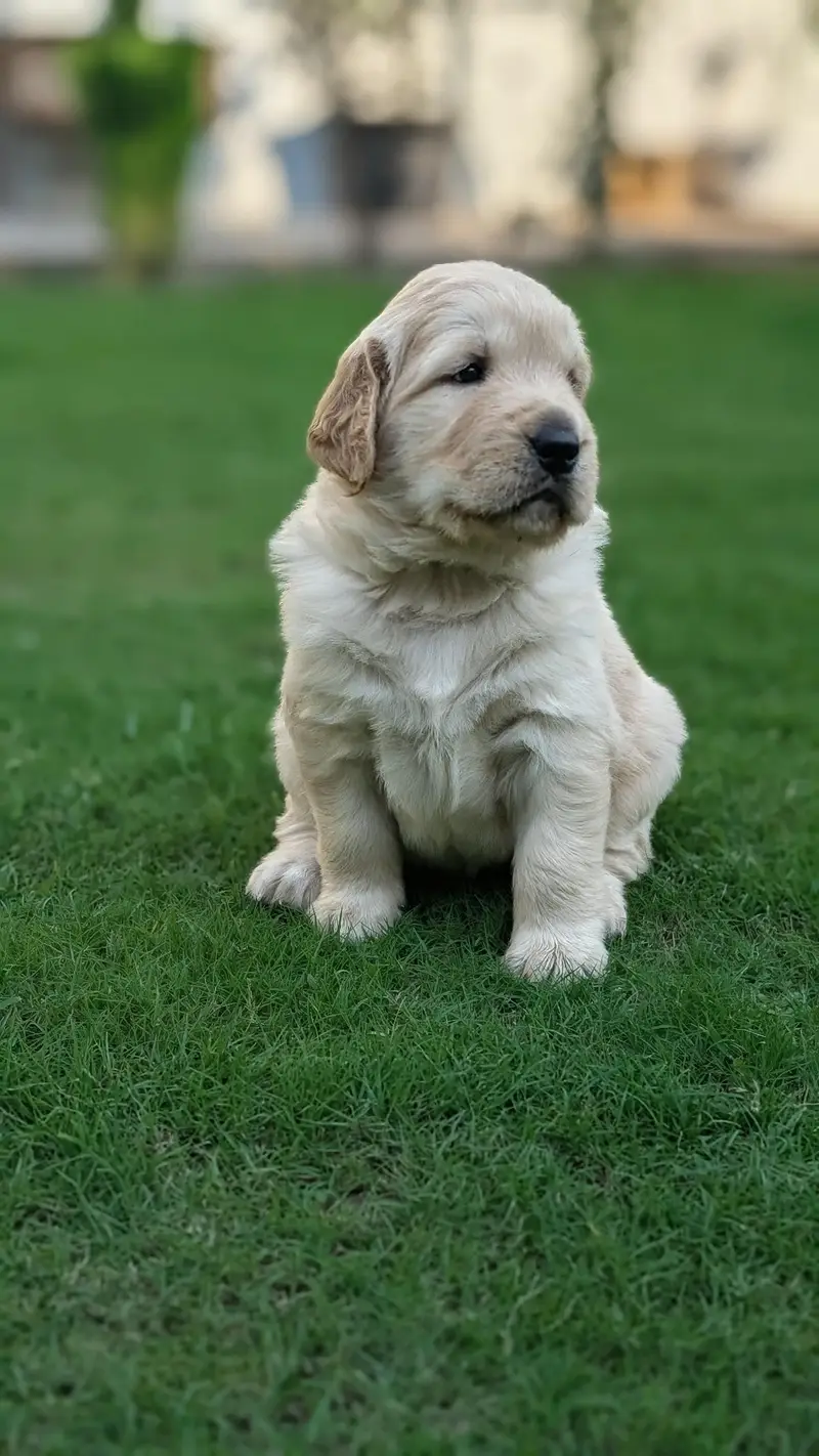 Pedigreed Golden Retriever PUPPIES — photo 4