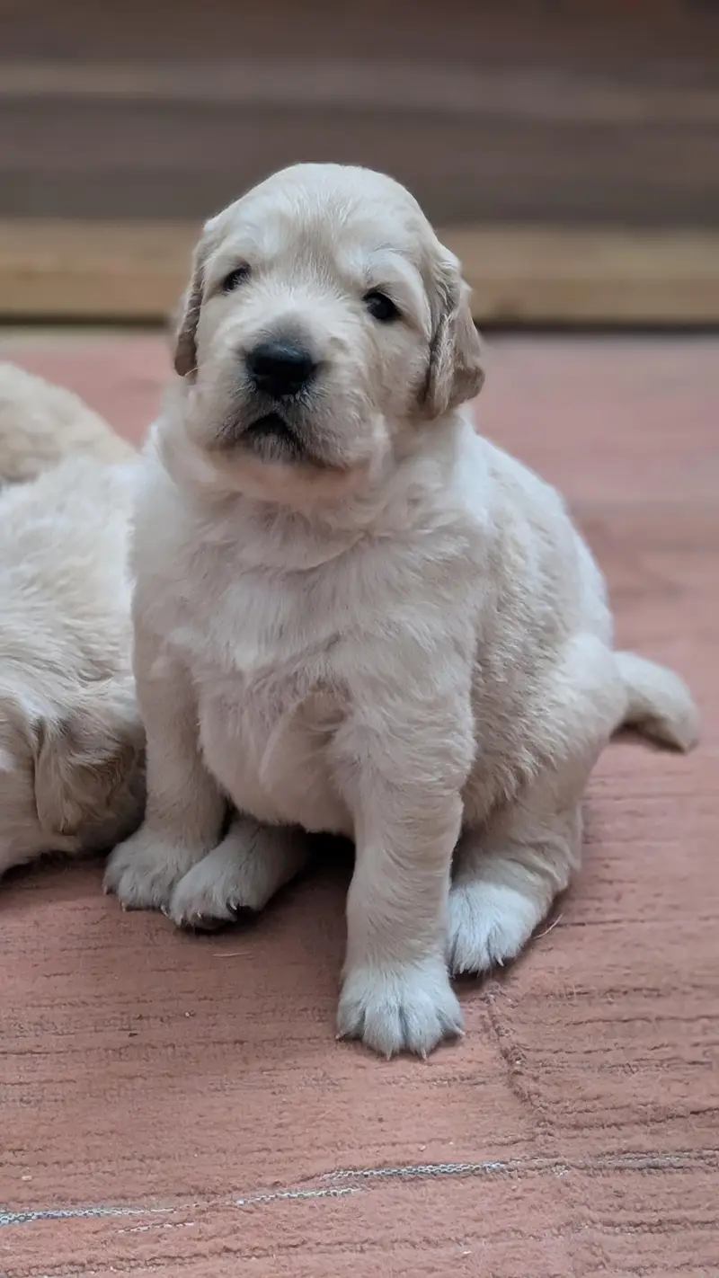Pedigreed Golden Retriever PUPPIES — photo 5