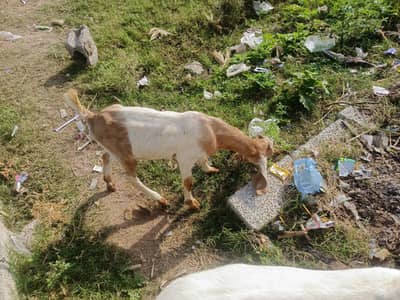 07 female goats Bakri for slae