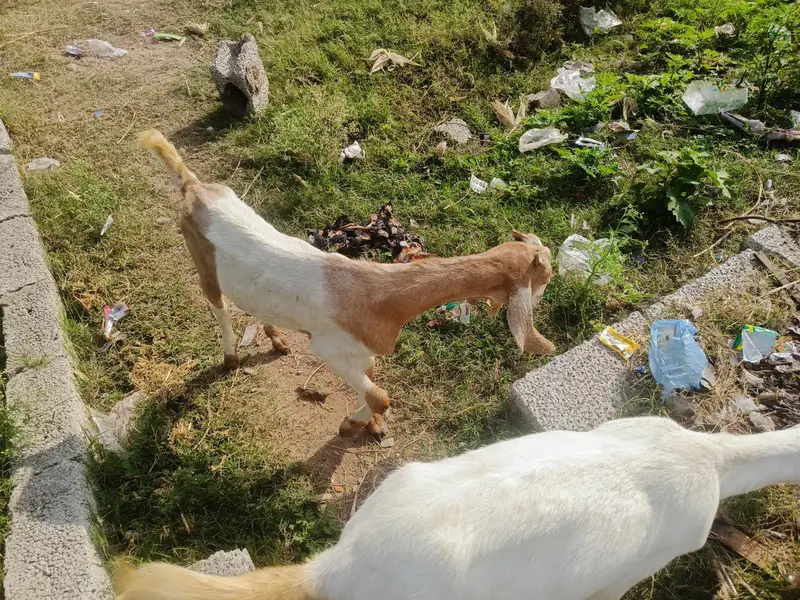 07 female goats Bakri for slae — photo 2