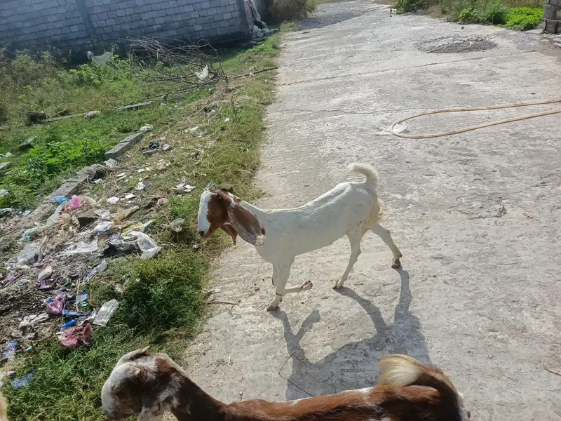 07 female goats Bakri for slae — photo 3