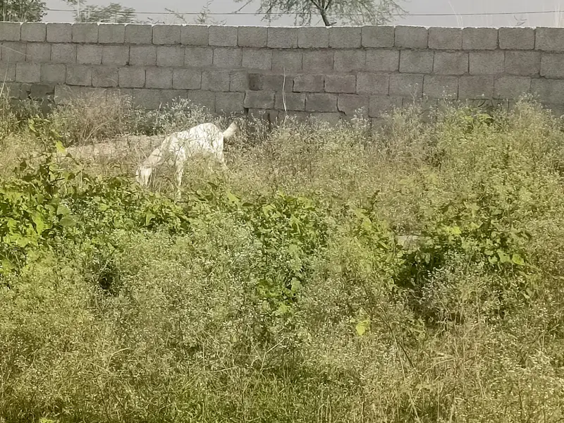 07 female goats Bakri for slae — photo 4